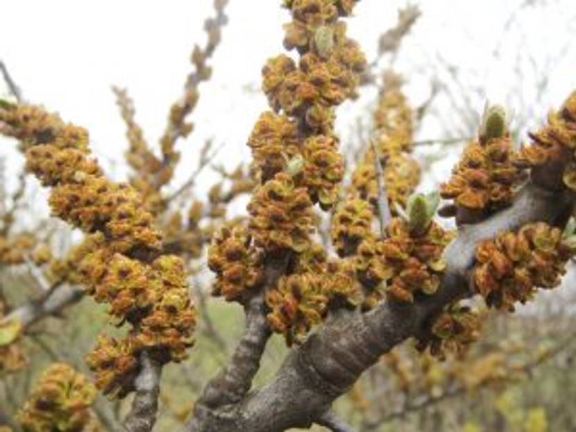 sanddorn männliche Blüte
