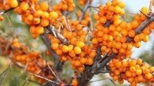 sanddorn-beeren nur an weiblichem strauch