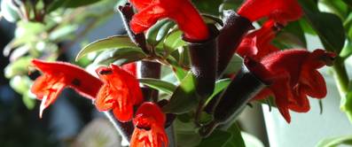 schamblume rote blueten