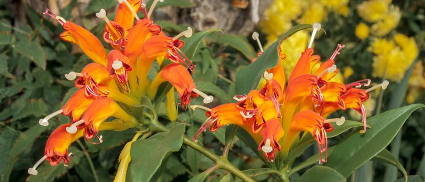 schamblume orange in freier natur