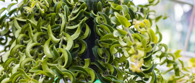 schamblume twister mit gezwirbelten blaettern
