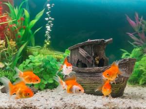 Aquarium