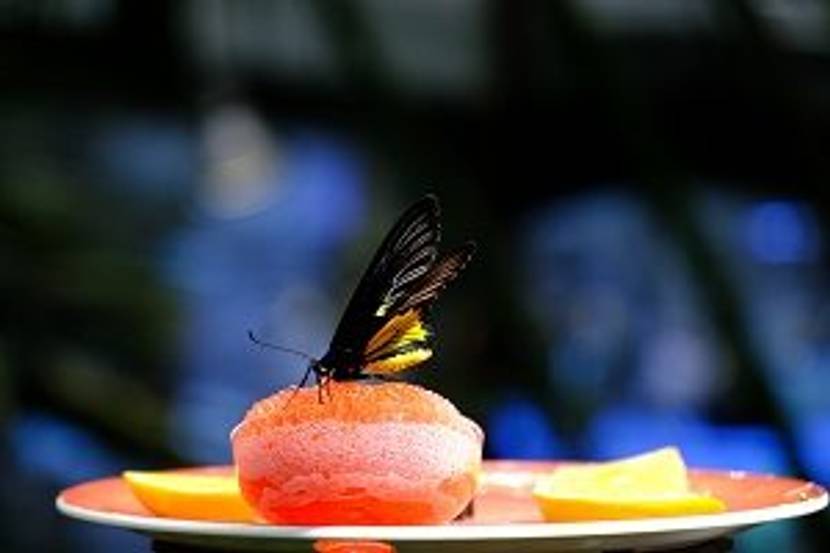 schmetterling an obst