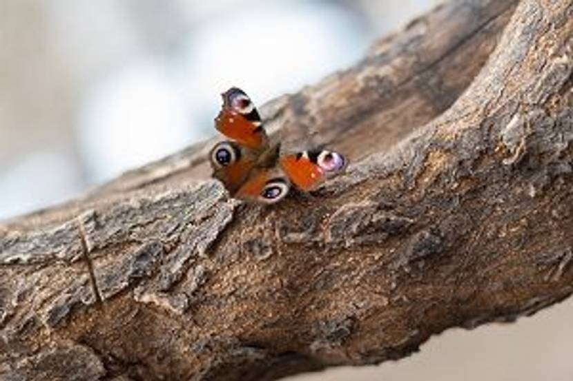 schmetterling auf baum