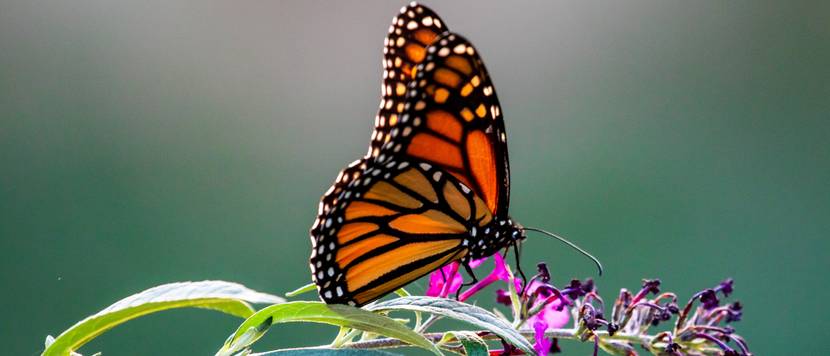 schmetterling auf blume