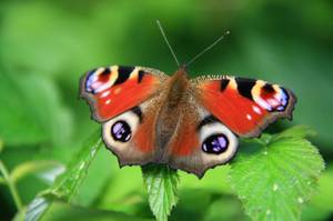 schmetterling tagpfauenauge in warmer jahreszeit