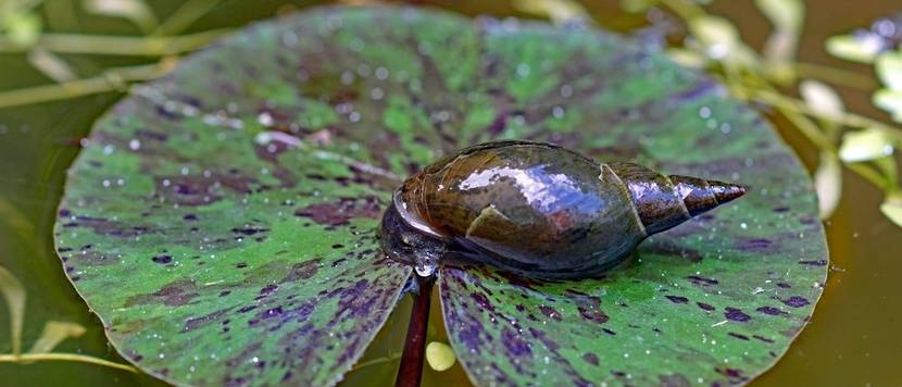 schnecke im gartenteich
