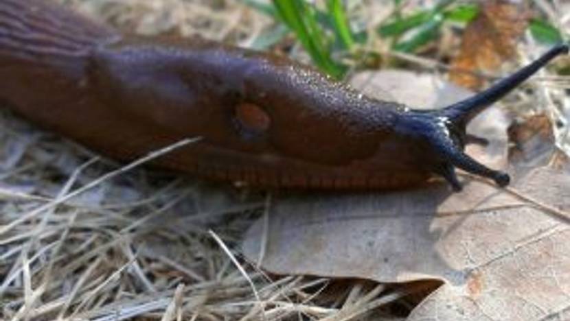 nacktschnecke