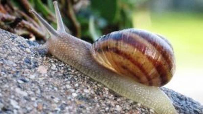 Schnecke im Garten