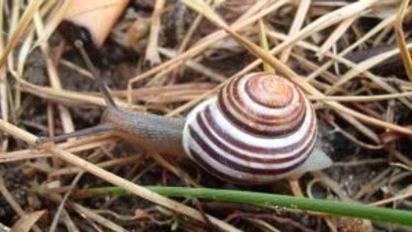 Weinbergschnecke