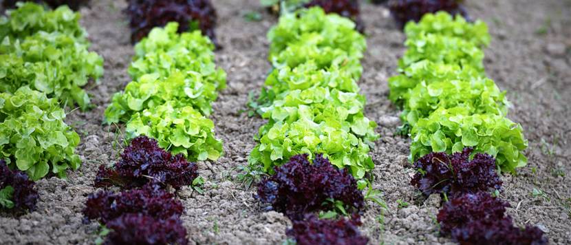 schnittsalat-reihen-im-beet