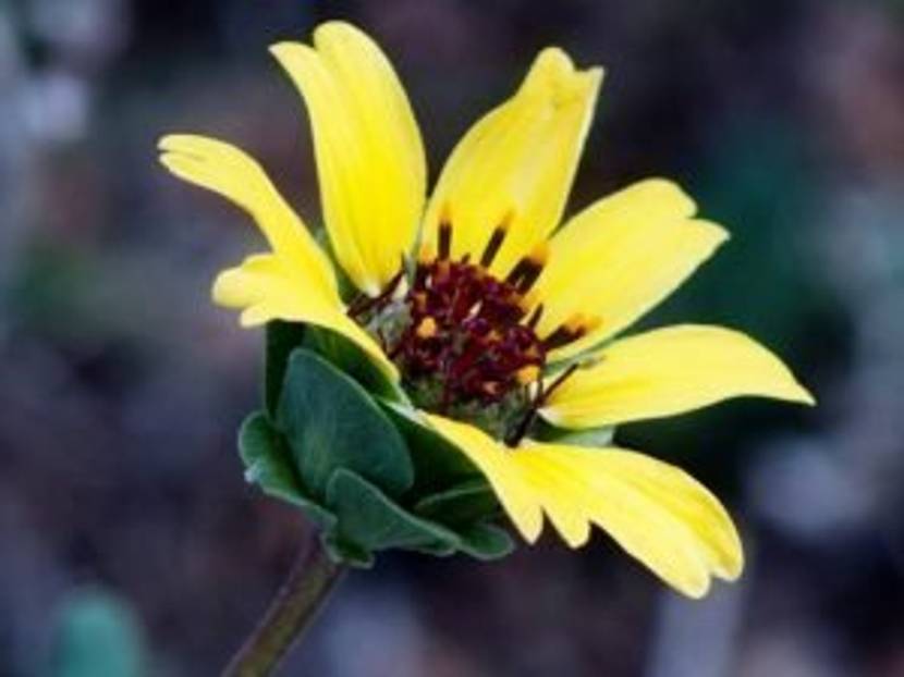 schokoblume-draussen
