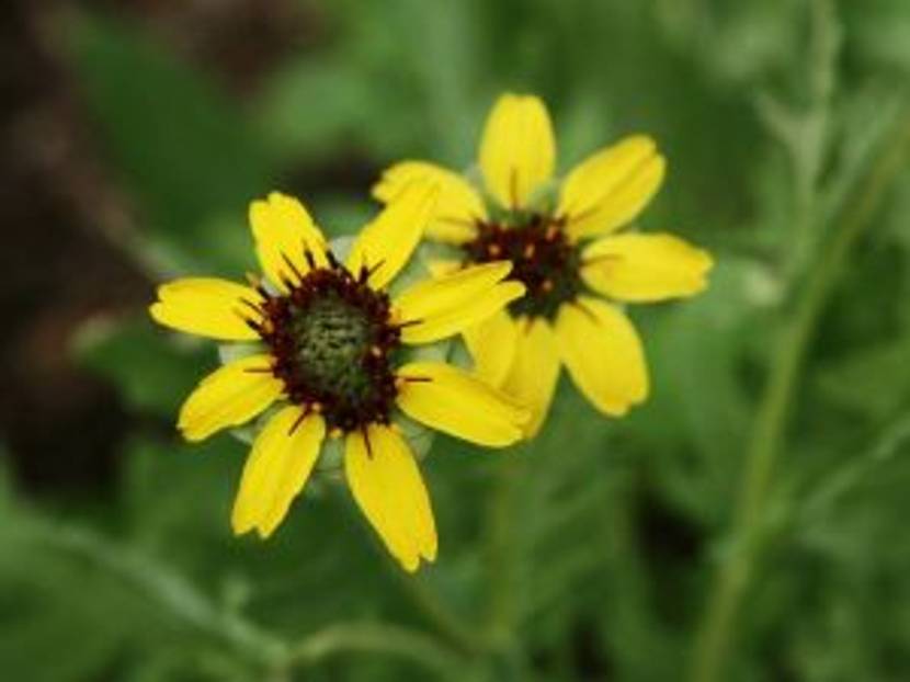 schokoladenblumen-blueten