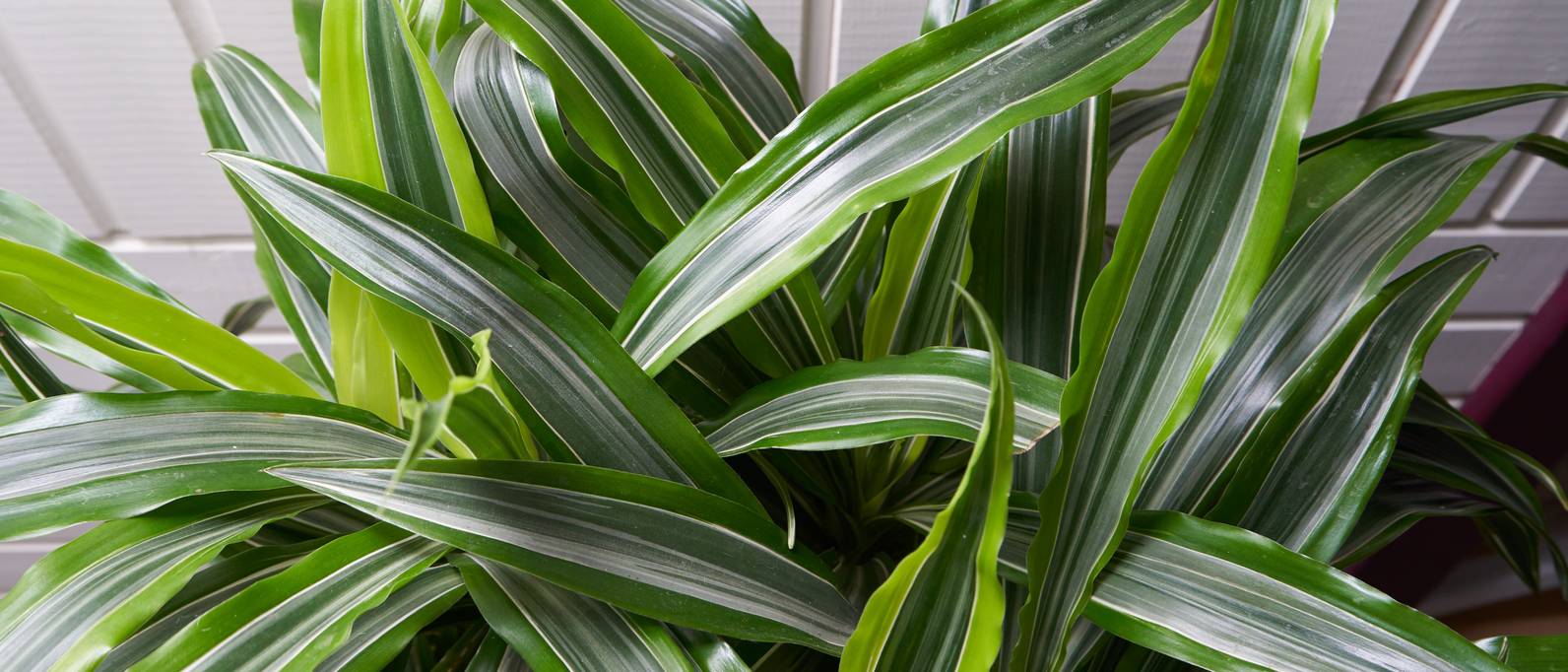 52+ Eine Zierpflanze Schraubenbaum, Du bist dabei ein
