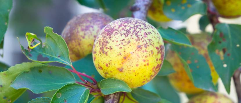 schrotschusskrankheit an obst