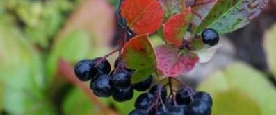 schwarze-apfelbeeren-1