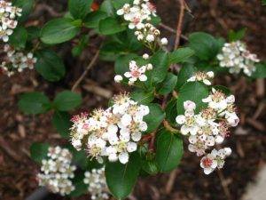 schwarze-apfelbeeren-2
