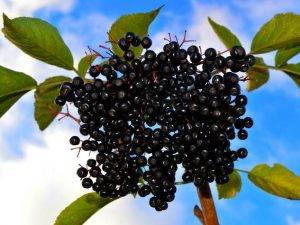schwarze-apfelbeeren-3