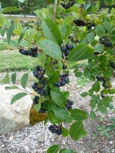 schwarze-apfelbeeren-4