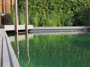schwimmteich-sommer