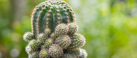 Seeigelkaktus: 5 Tipps zu Pflege und Vermehrung