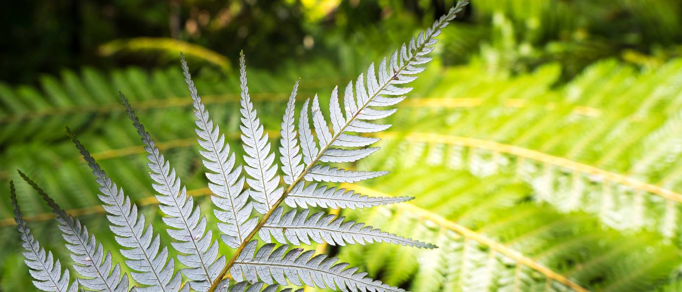 Silberfarn 4 Tipps für eine gelungene Aufzucht der Pflanze