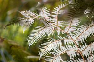silberfarn-silbrig-weisses-blatt