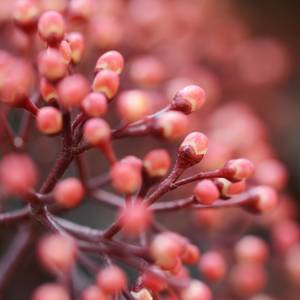 skimmie mit rosa knospen