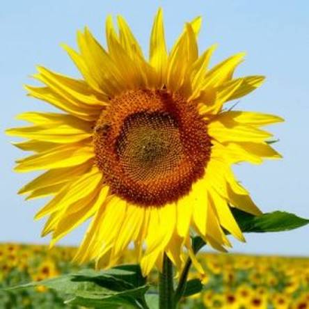 Immer der Sonne nach: Die Solar-Sonnenblume