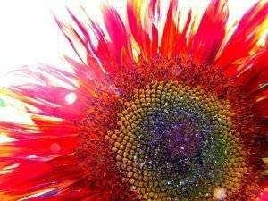 sonnenblumen-2