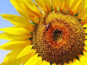 sonnenblumen-3