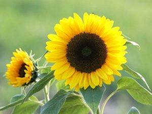 sonnenblumen-4
