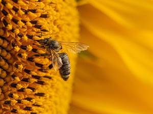 sonnenblumen-bienen