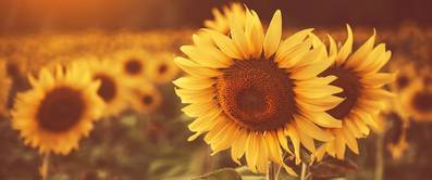 sonnenblumen-pflanzen