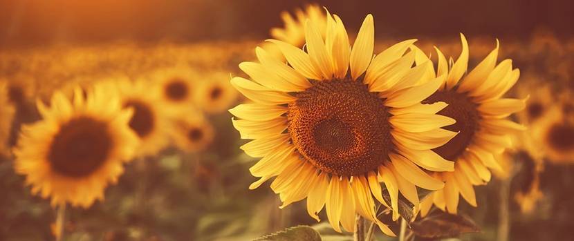 sonnenblumen-pflanzen