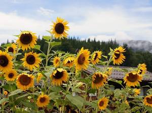 sonnenblumen-pflegen