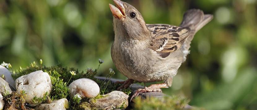 Weiblicher Haussperling an der Vogeltränke