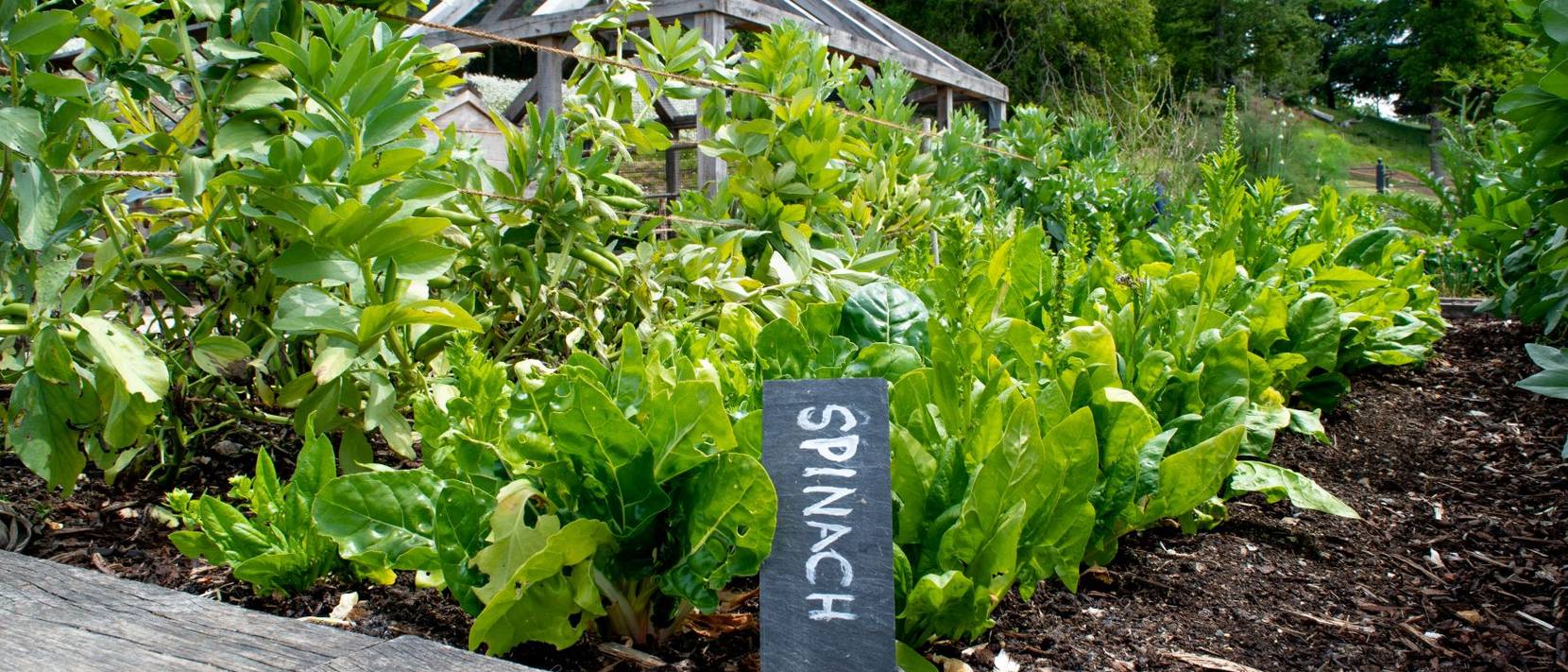 Spinat pflanzen Frischer Spinat im eigenen Garten heimwerker.de