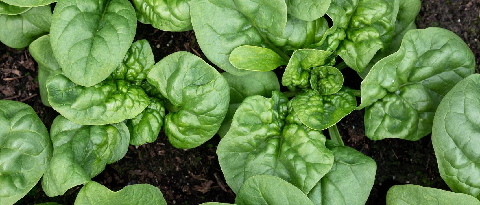 Spinat pflanzen Frischer Spinat im eigenen Garten heimwerker.de