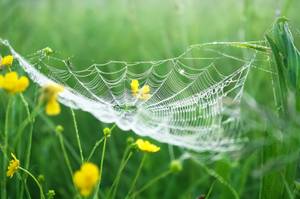 spinnen-vertreiben-garten