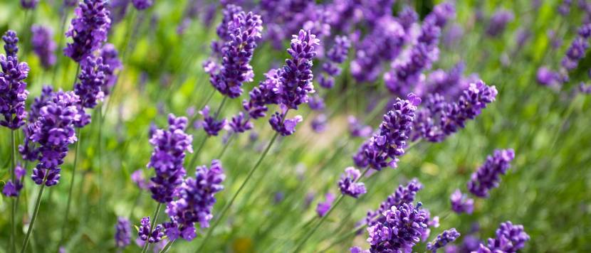 spinnen-vertreiben-lavendel
