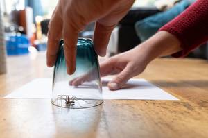 spinnen-vertreiben-tipps