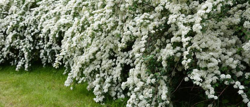 spiraea cantoniensis