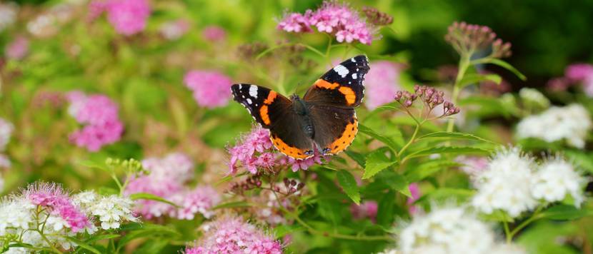 spiraea japonica