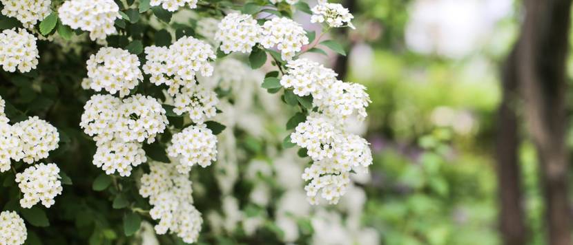 spiraea-vanhouttei