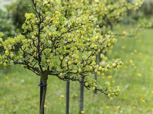 stachelbeere-abstand