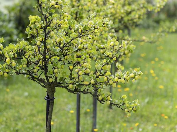 Stachelbeere pflanzen Anleitung zur Pflanzung von Strauch und Hochstamm