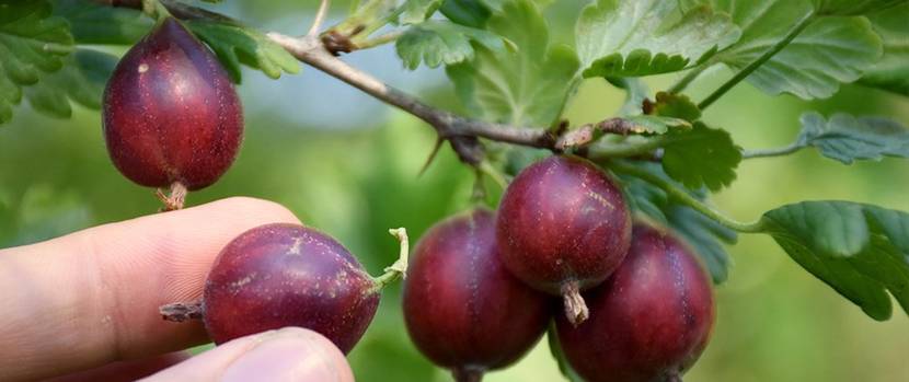stachelbeere-gesund