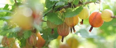 stachelbeere-pflanzen