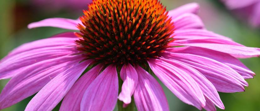 stachelige bluete der echinacea